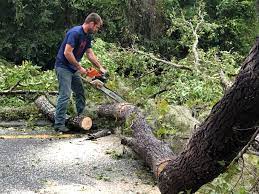 Best Emergency Tree Removal  in Mullica Hill, NJ
