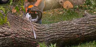 Best Tree and Shrub Care  in Mullica Hill, NJ