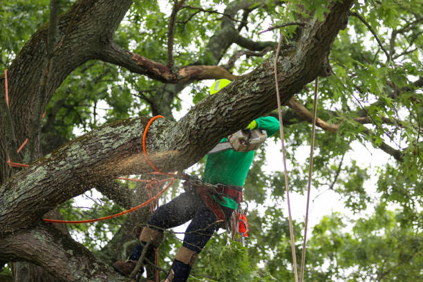 Best Tree Removal  in Mullica Hill, NJ