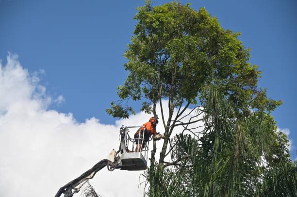 Best Storm Damage Tree Cleanup  in Mullica Hill, NJ