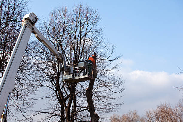 Best Tree Removal  in Mullica Hill, NJ